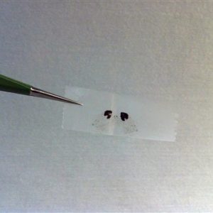 Graphene Oxide (GO)